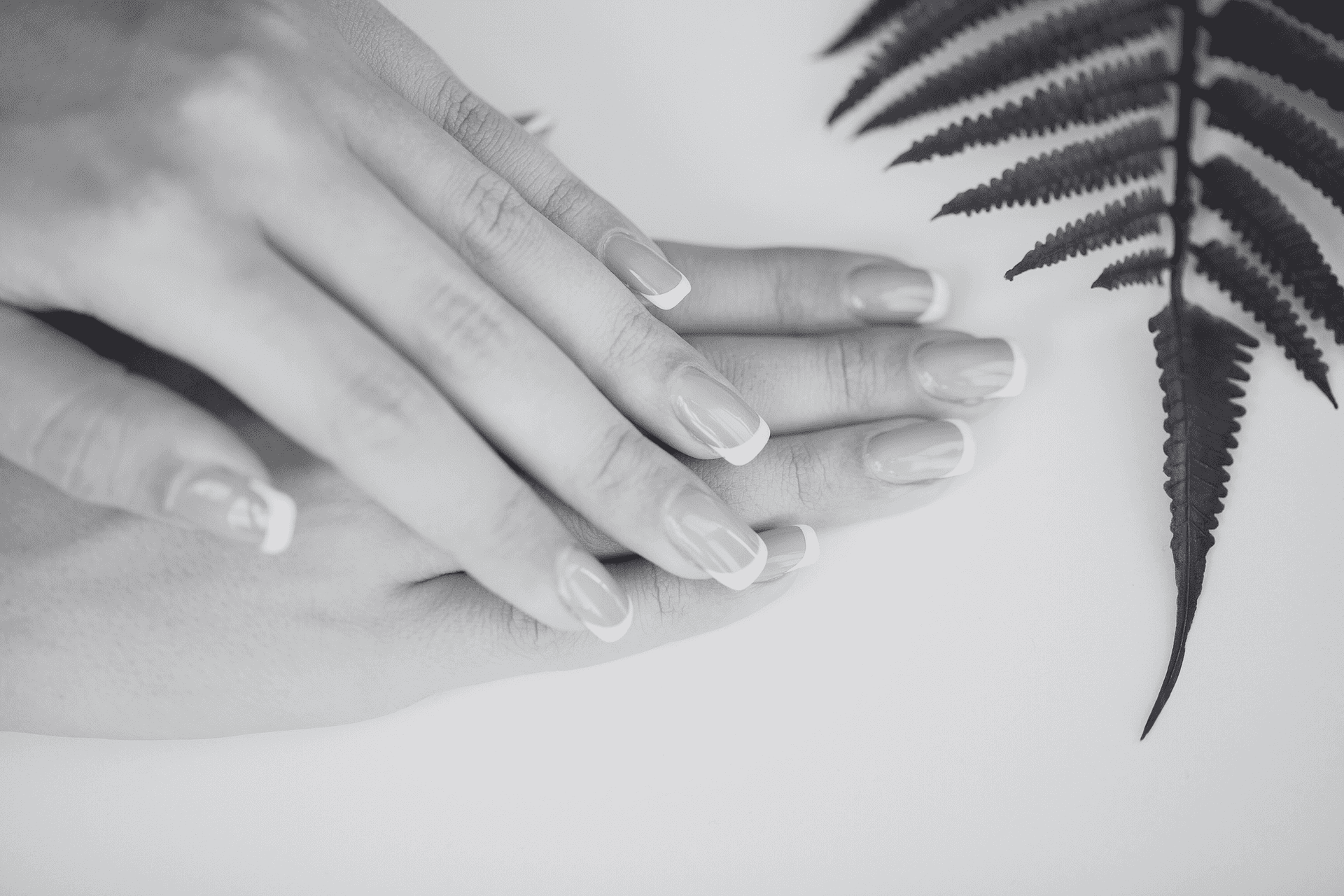 Hands with neatly manicured nails and a fern leaf on a white background.