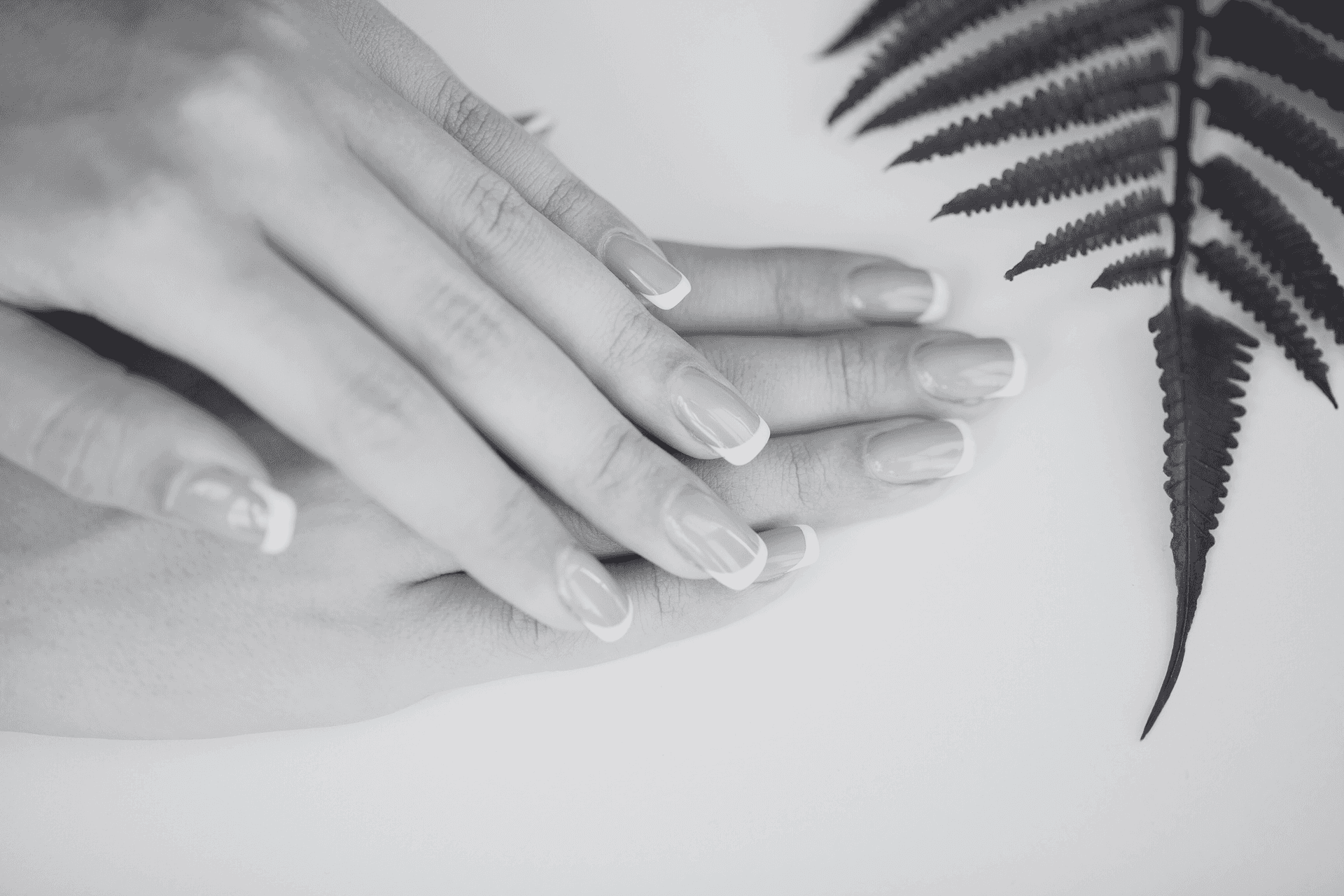Hands with neatly manicured nails and a fern leaf on a white background.